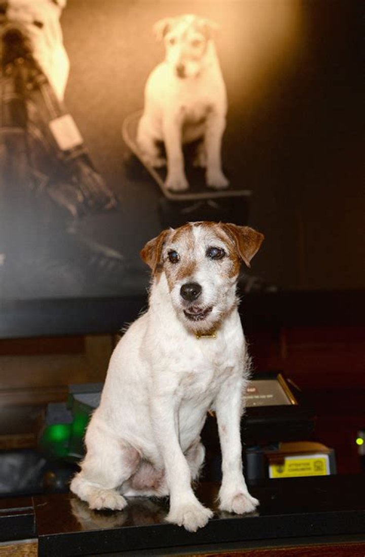 Uggie, The Dog — PICS
